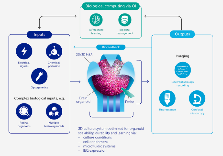 Diagram of biological computing via organic intelligence: electrical, chemical, and optogenetic inputs feeding a brain organoid on a microelectrode array, with imaging and electrophysiology outputs